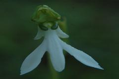 Habenaria longicorniculata